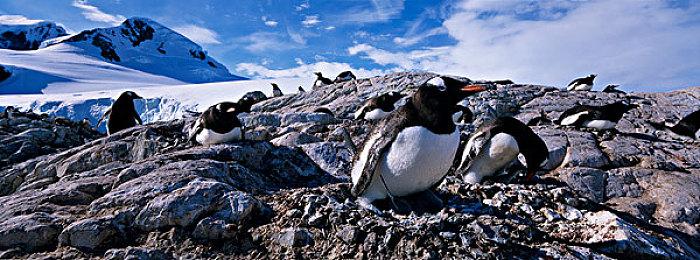 《真女神转生5》恶魔介绍：妖鬼式王子